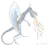 Polish Horntail