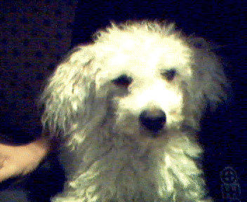 Cody has attained a great status.. He is the peak of canine stupidity.