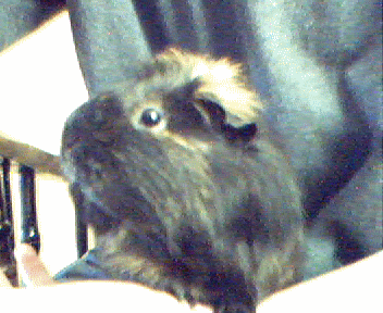 Coffee. Completely spoiled.. She gets what she wants when she wants (food, all the time)