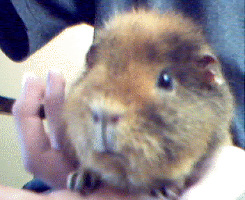 Mojo.. Heehee.. She's rather cute, she knows it too.. She's spoiled...