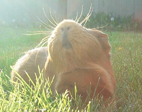 DUN DUN DUUUUUUUUN! Its Sugar! Jenny's kick-ass, cute as hell piggy!