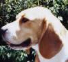 Fletcher is our current proven sire