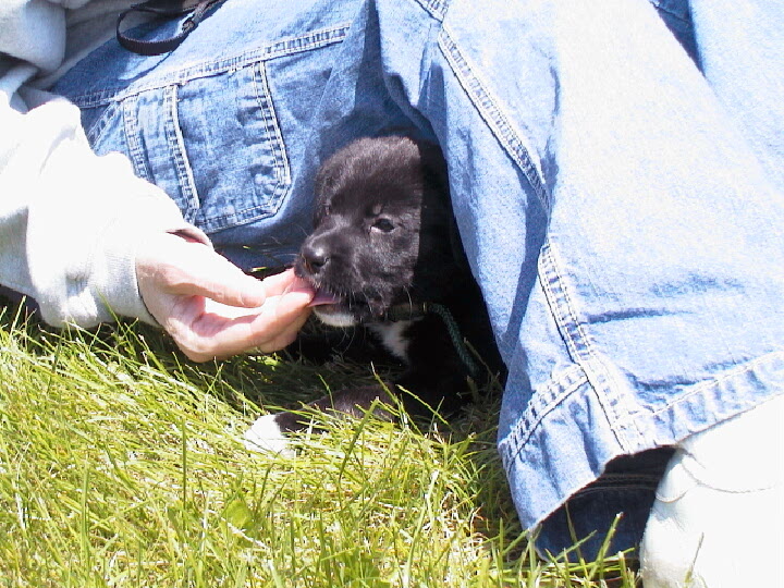 Magpie, future hover-dog, arrives...