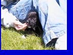 Puppy Pic