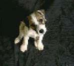 JRT Rescue