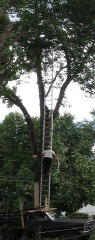 ladder safety?