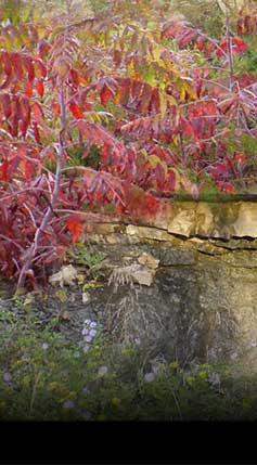 Fall Colors on Holiday Island