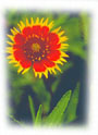 botanicalgarden.jpg (9141 bytes)