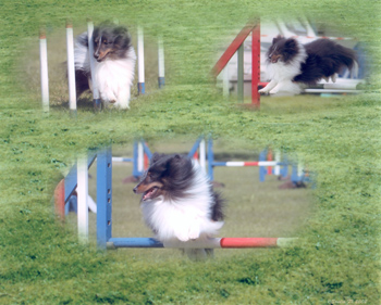 Monty agility collage