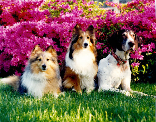 Noel, Holly and Tess