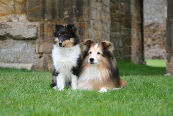 Hex and Joy Joy and Hex