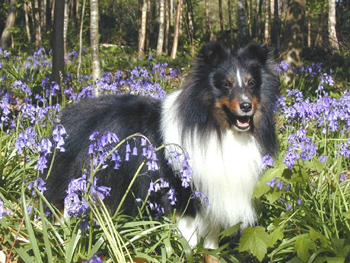 Monty - Toven the Full Monty