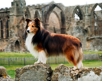 Pax at Bolton Abbey
