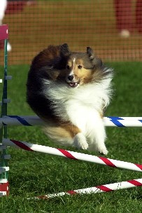 Riza - jump