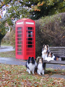 OBay Shetland Sheepdogs
