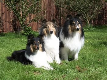 True (center) with her puppies Zen and Chi