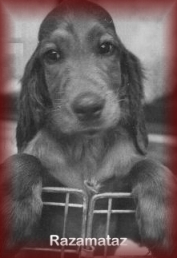 Raz
