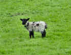 cork_sheep1_web.jpg (60084 bytes)