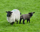 cork_sheep_fam_web.jpg (103242 bytes)