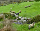 cork_sheep_field_web.jpg (127782 bytes)
