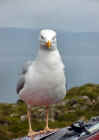 mizen_gull1_web.jpg (28153 bytes)