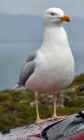 mizen_gull2_web.jpg (30661 bytes)