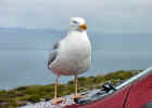 mizen_gull3_web.jpg (39184 bytes)