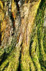 tree_cahir2_web.jpg (170721 bytes)