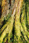 tree_cahir_web.jpg (179363 bytes)