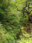 24_db_forestview.jpg (130666 bytes)