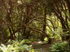 27_pm_forest01.jpg (219842 bytes)