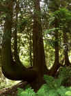 27_pm_forest02.jpg (115341 bytes)