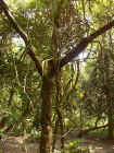 27_pm_forest03.jpg (129295 bytes)