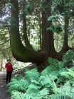 27_pm_forest_fel.jpg (113528 bytes)
