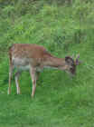 28_powis_deer.jpg (96897 bytes)