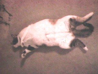 Stop, Drop, and Roll