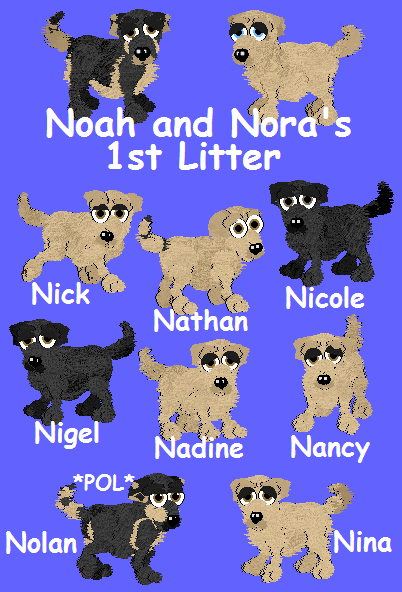 Purebred Golden Retriever puppies, for petz 5 only.  All have sweet and playful personalities!.  Email me to adopt.  Adopted: Nolan