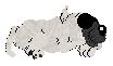 Peppermint, male great dane