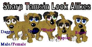This litter was created by the talented Kate of the Litter Lobby newsie.  If you'd like to be submitted to her newsie, check out the links page.  When showing, please keep the prefix as either KJ's or LL's.  Petz 4 (or 5).  Sorry about the how blurry the picture ended up.  All are sweet and cute, but the POL is Rock because of his awesome personality and possible show career!  Email me to adopt.  Adopted: Blade, Razor, Spot, and Rapier.