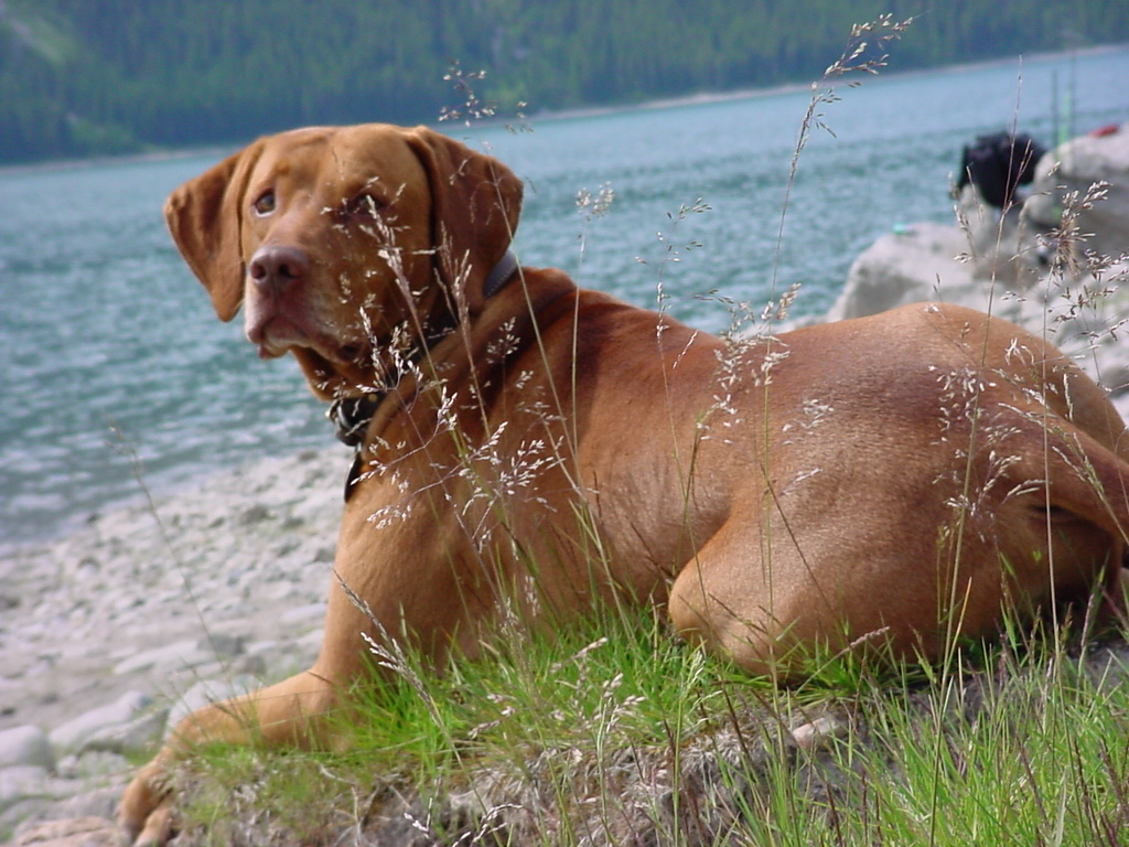 Enjoying A Rest Near Lake Kananaskis