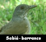 Sabi�-barranco --- Turdus leucomelas