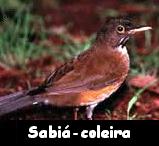 Sabi�-coleira --- Turdus albicollis