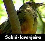 Sabi�-laranjeira --- Turdus rufiventris