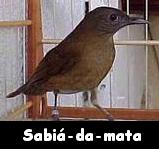 Sabi�-da-mata --- Turdus fumigatus