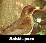 Sabi�-poca --- Turdus amaurochalinus