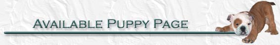Available Puppy Page
