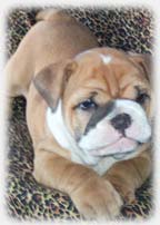 puppy