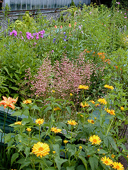 An old hothouse/flowerbox garden.