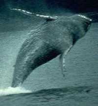 f51.jpg (5007 bytes)