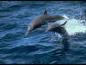 Dolphin Image Gallery